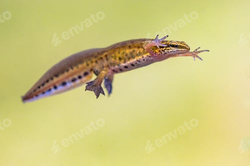 Preview: Male Palmate newt swimming in natural aquatic habitat