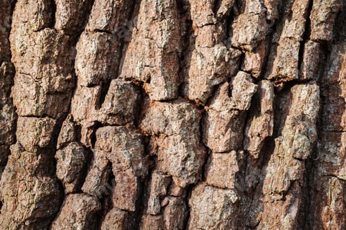 Preview: Tree bark texture