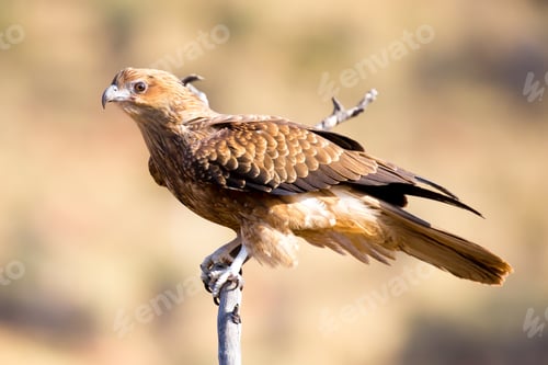 Preview: Wedge-Tailed Eagle in Flight