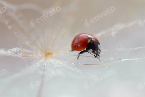 Preview: Macro shot of a ladybug on the surface of a flower against a blurred backgrou