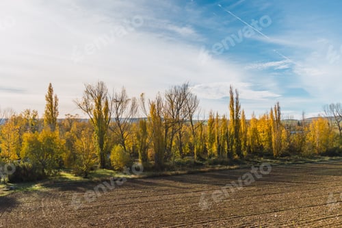 Preview: Rural autumn landscape with yellow and bare trees