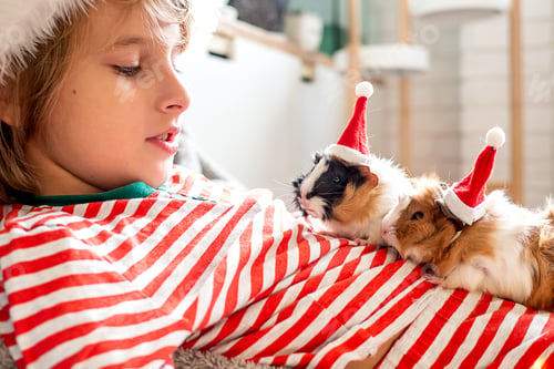 Preview: Holiday Pets Christmas guinea pig Cute boy hugs his pets guinea pig Boy in red Santa Hat