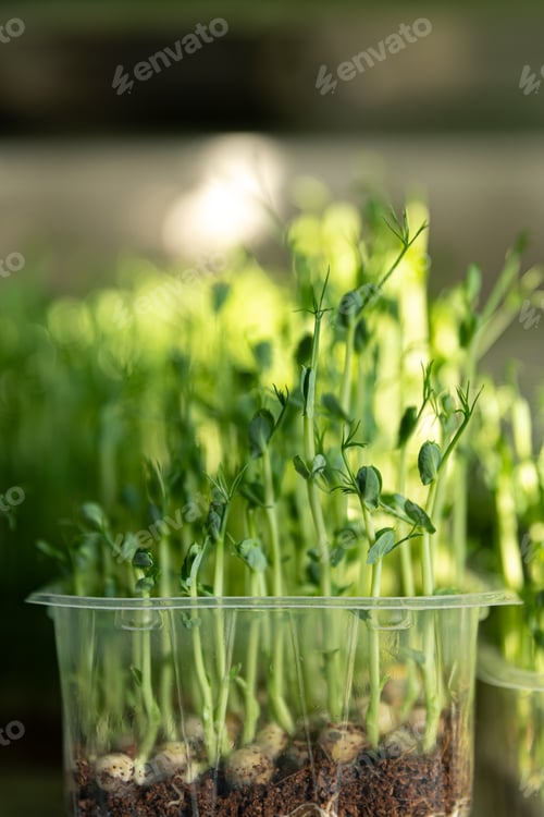Preview: Green pods of sprouted peas on a light background. Superfood.