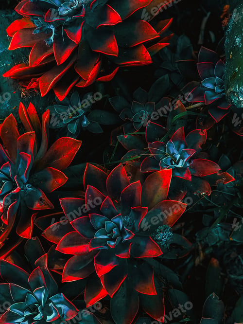 Preview: Wallpaper with red succulent flowers