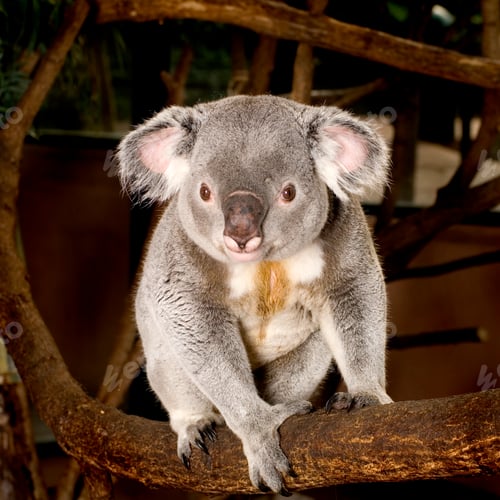 Preview: Koala