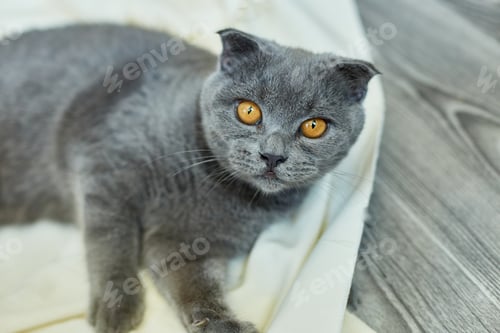 Preview: Cozy gray Scottish fold cat laying under blanket on a bed at home.