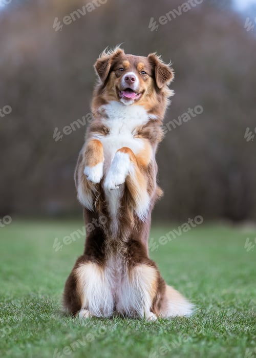 Preview: Vertical closeup of the Australian shepherd. Animal portrait.