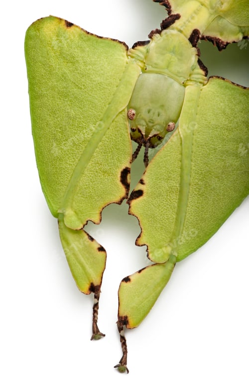 Preview: Phyllium giganteum, leaf insect walking leave, phyllidae, in front of white background