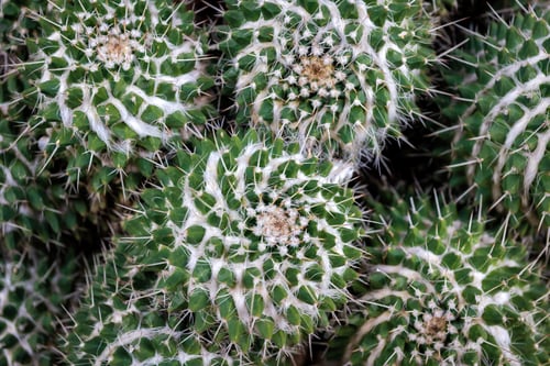 Preview: Mammillaria compressa - succulent plant