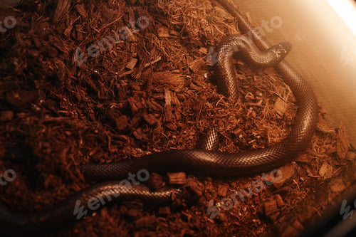 Preview: Part of terrarium with two copper rat snakes creeping over sawdust