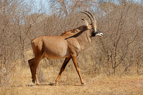 Preview: Roan antelope in natural habitat