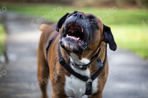 Preview: Portrait of a big boxer dog