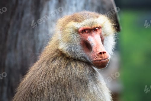Preview: Adult Female Hamadryas Baboon