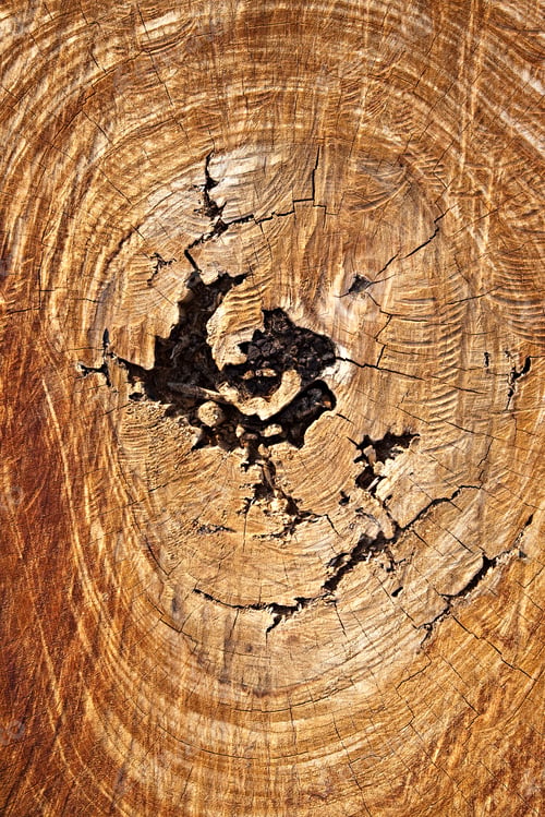 Preview: Full frame image of a tree stump