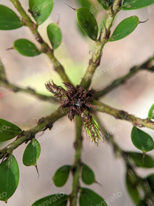 Preview: Closeup of green tree leaves and branches
