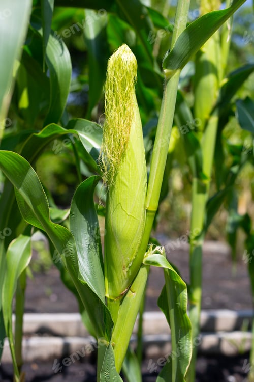 Preview: Baby corn fruit on tree. Corn field