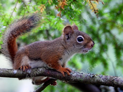 Preview: Small, reddish-brown squirrel sitting perched on a tree branch