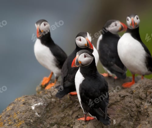 Preview: Atlantic Puffin or Common Puffin, Fratercula arctica, on Mykines, Faroe Islands