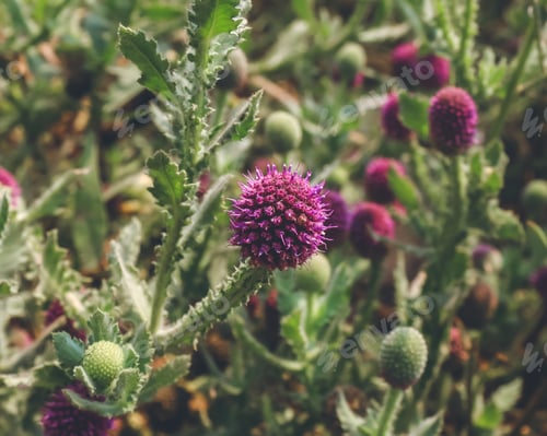 Preview: Purple Thistle Blossoms in a Green Thistle Patch