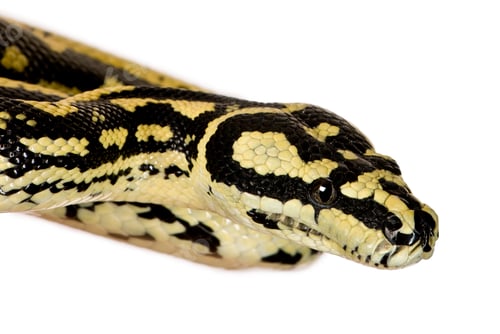 Preview: Morelia spilota variegata, a subspecies of python, against white background