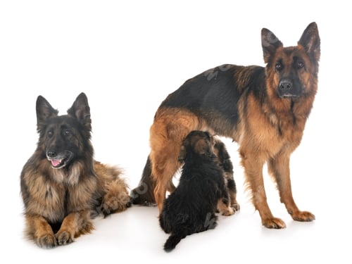 Preview: family german shepherd