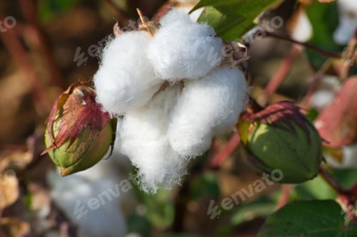 Preview: cotton plant, ripe cotton plant ready for harvest. organic white cotton, Farsala, Greece