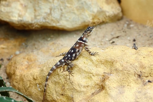 Preview: Starred or Hardun Agama (Laudakia stellio) sitting on stone