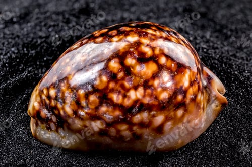 Preview: Cypraea caputserpentis Seashell on a black sand background