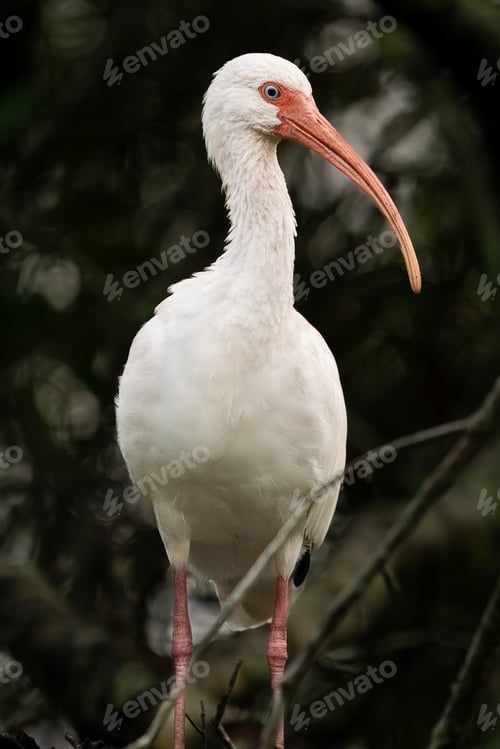 Preview: White Ibis Perched in a Marsh