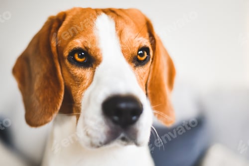 Preview: Beagle dog sad eyes big nose. Portrait