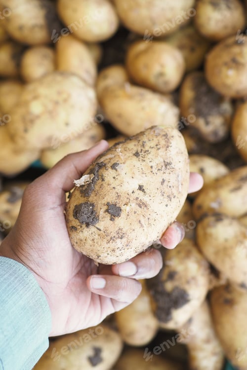 Preview: pov shot of man choosing fresh potato at the store