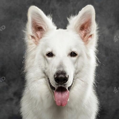 Preview: Studio portrait of an expressive White Swiss Shepherd dog