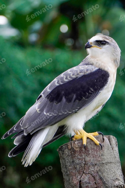 Preview: Black-winged kite (Elanus caeruleus)