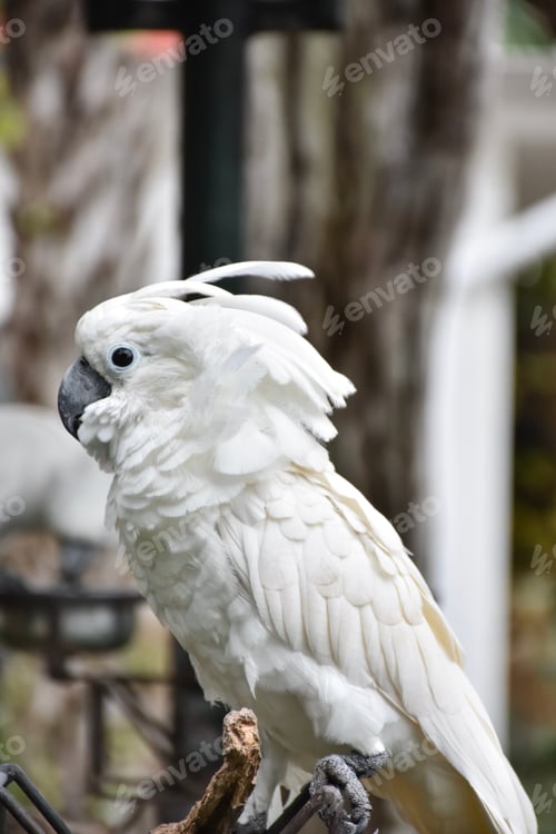 Preview: Cockatoo