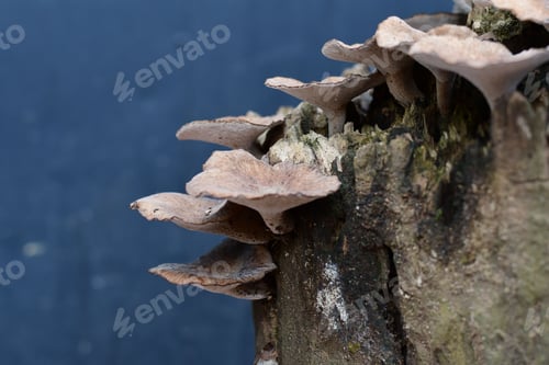 Preview: Mushrooms growing on a tree stump