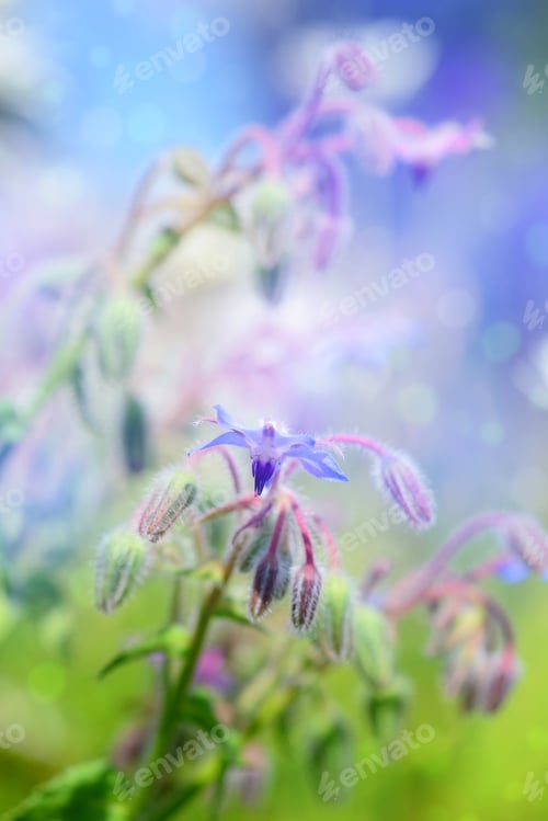 Preview: Borage flowers close up (Borago officinalis). Nature background