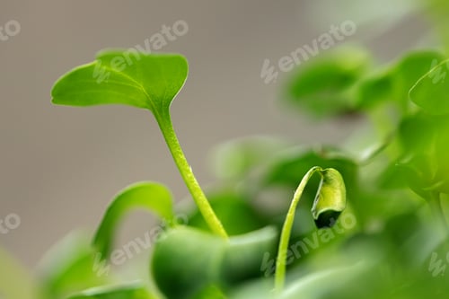 Preview: Young green sprout of micro green on blurred background