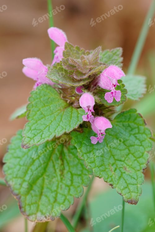 Preview: Vertical on a blossoming purple archangel or red dead-nettle , Lamium purpureum