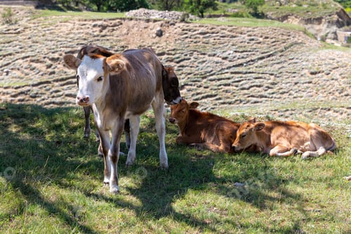 Preview: Red and beige calves and cow graze and rest in shade of tree on hot summer day.