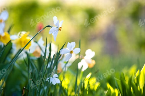 Preview: White tender narcissus flowers blooming in spring garden