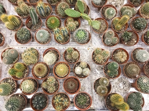 Preview: Many Small Potted Cacti Plants Close Up Overhead View