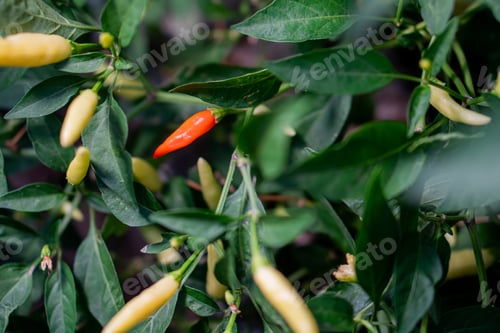 Preview: Chili pepper plant with red and yellow peppers