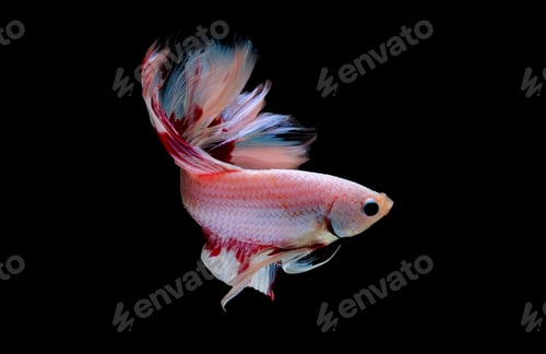 Preview: Colorful with main color of light pink, blue and red betta fish, Siamese fighting fish