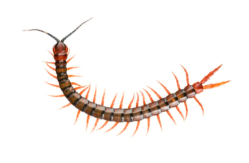 Preview: Centipede Isolated