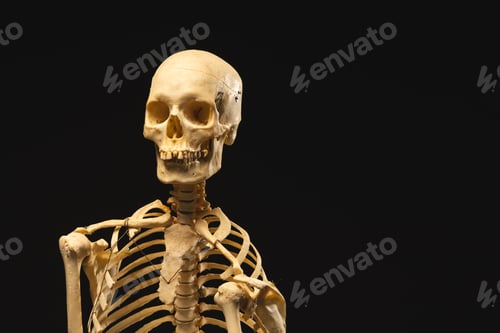 Preview: Plastic skeleton with copy space on black background