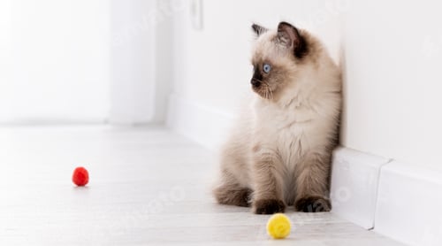Preview: Kitten Ragdoll playing with toys