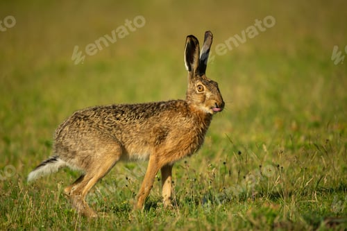 Preview: European hare