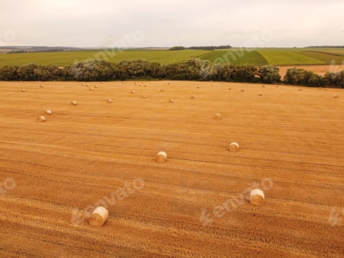 Preview: Aerial view crop wheat rolls of straw in field