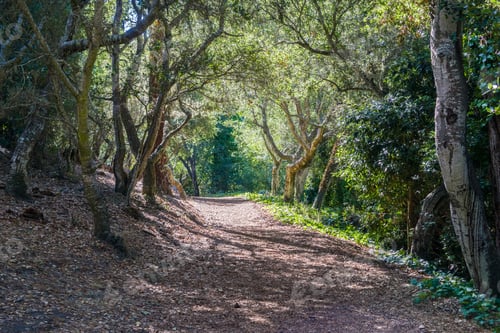 Preview: Path through an oak forest in Santa Cruz mountains