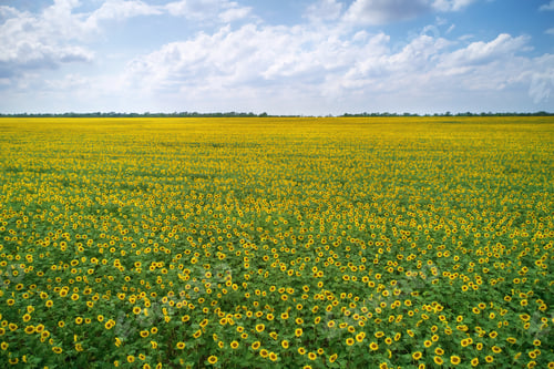 Preview: Big meadow of sunflowers.